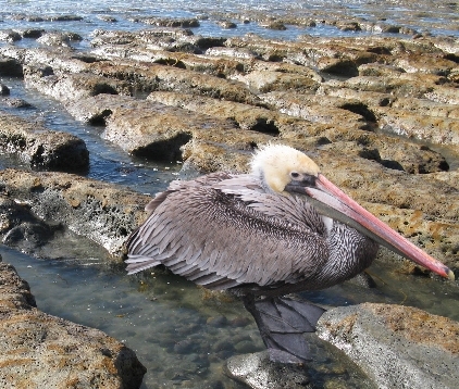 Creation of Bird: Step 5